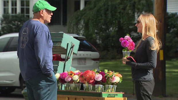 Wellesley dahlias