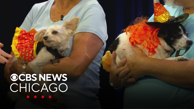 Dog costume contest this weekend in Antioch