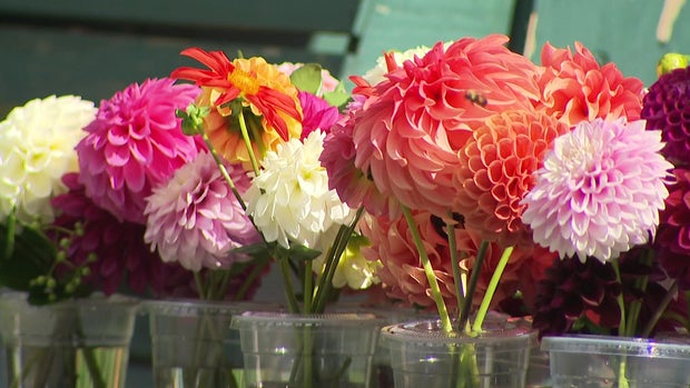 dahlia2.jpg