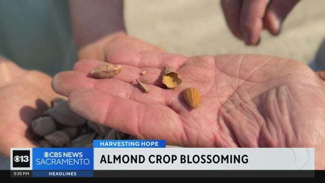 Almonds are back as top crop in California's San Joaquin County