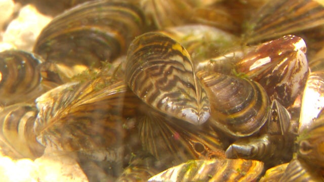 4ppkg-zebra-mussels-wccobe2w.jpg 