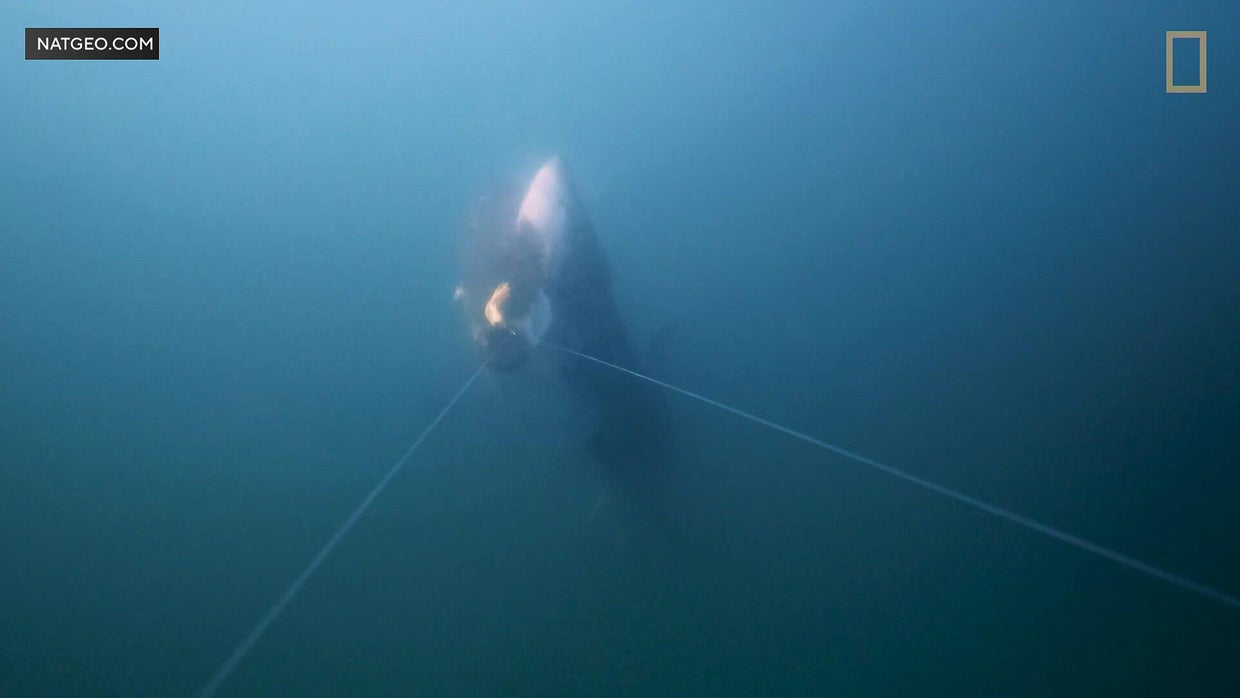 Video shows great white shark snatching fish 