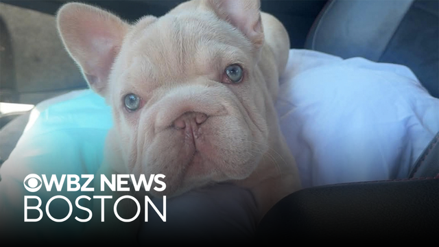 Couple reports puppy stolen from truck in Brockton
