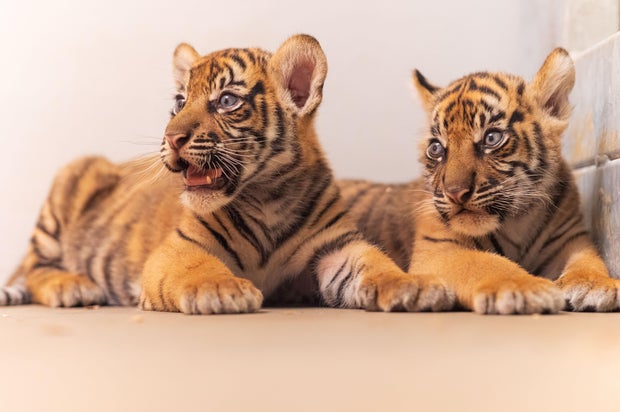 fort-worth-zoo-tiger-cubs.jpg