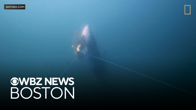 Video shows great white shark grab fish from line off Cape Cod