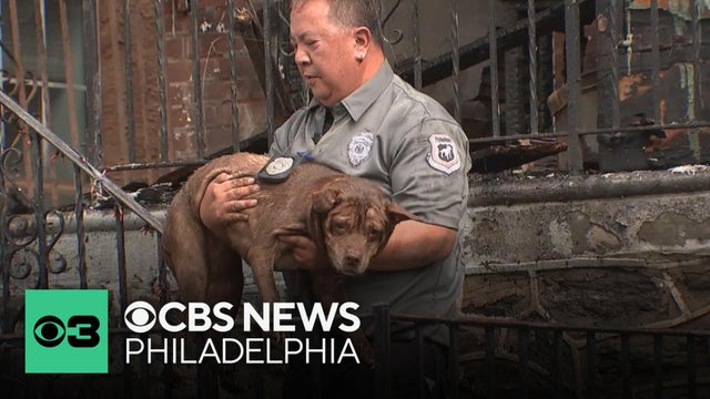 Dogs rescued from fatal Roxborough fire looking for new forever homes