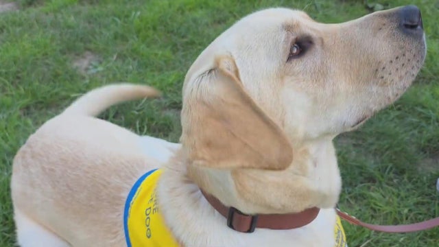 Pitt students helping train service dogs through partnership with nonprofit