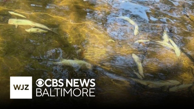 Manure overflow at Maryland dairy farm causes 11,000 fish to die downstream