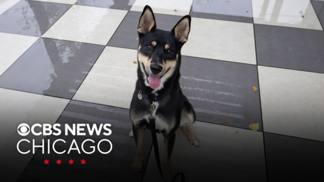 Meet Chihiro, PAWS Chicago's Pet of the Week