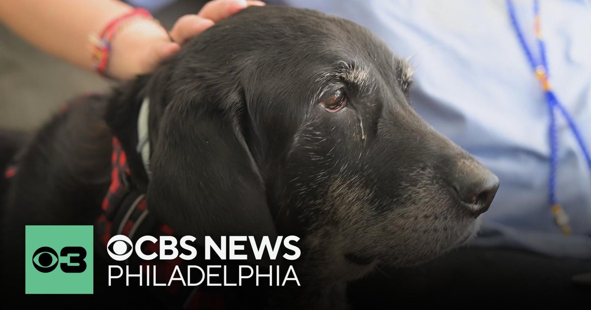 How to tell if your dog is losing their hearing