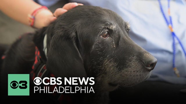 How to tell if your dog is losing their hearing | Pet Project