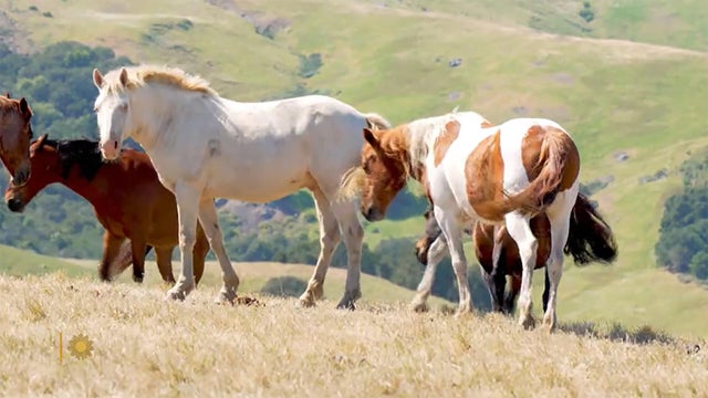 Nature: Wild horses in California