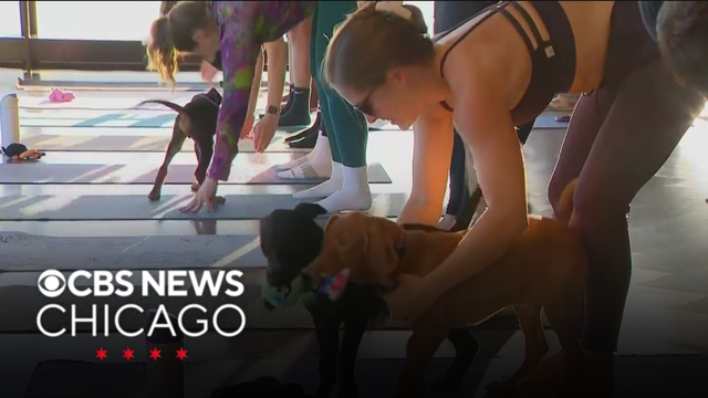360 Chicago, One Tail at a Time holds puppy yoga adoption event