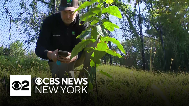 American chestnut trees are getting new life at the Bronx Zoo