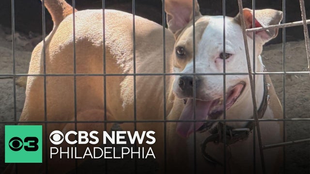 Brandywine Valley SPCA helps rescue dogs from Texas ranch