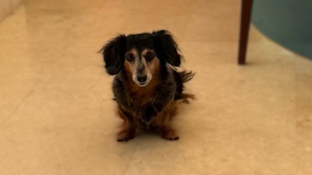 dog.jpg 
