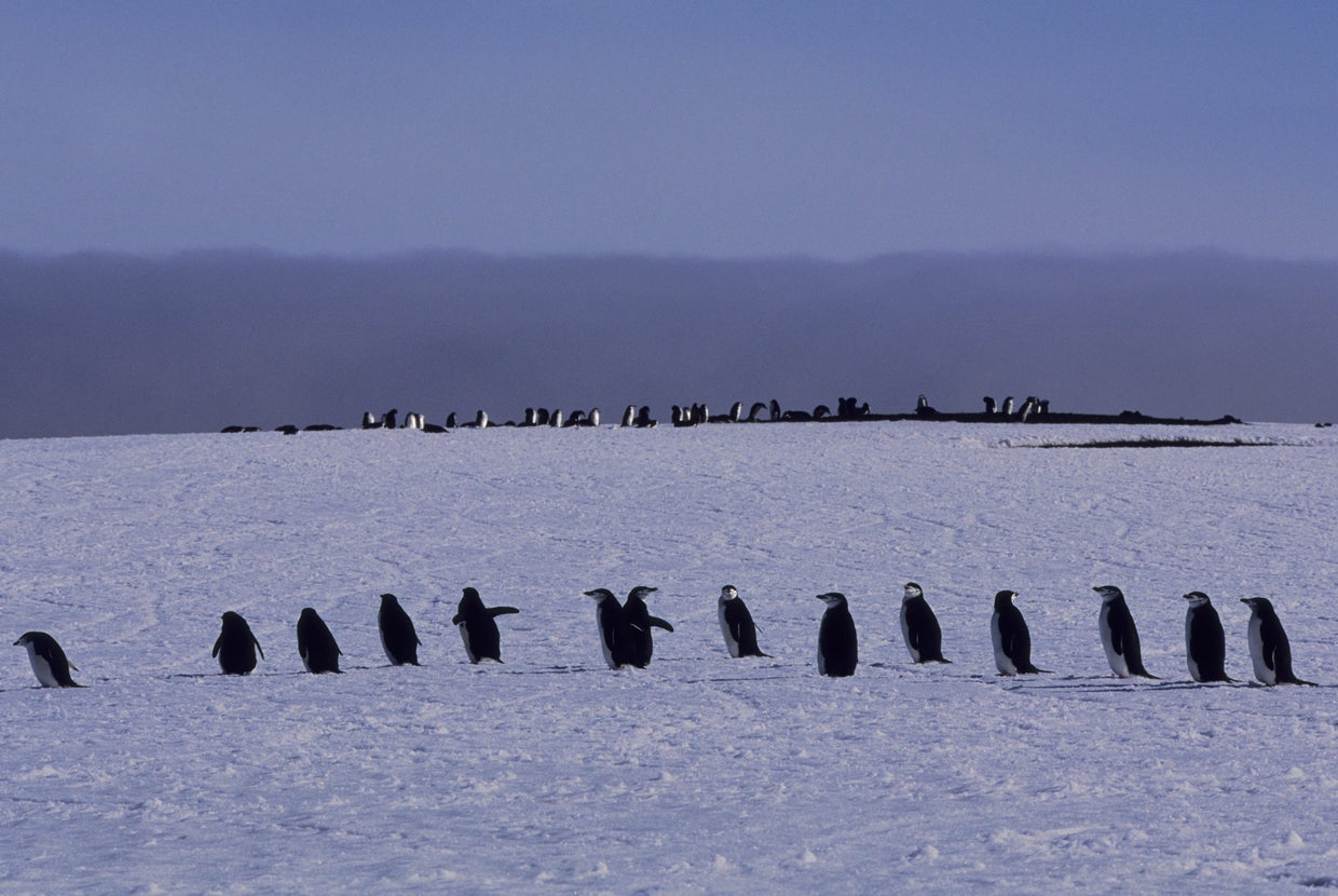 Iconic penguin colony sees 