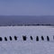Iconic penguin colony sees "population collapse," study finds