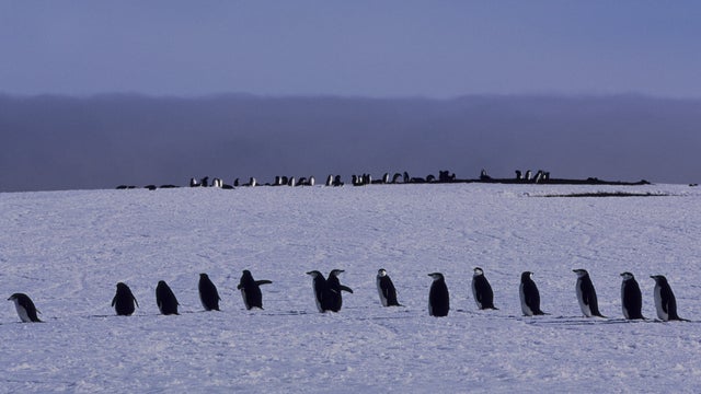 South  Sandwich Islands, Zavodovski Island, Chinstrap 