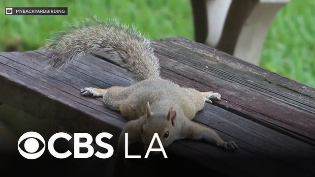 Social media captures Southern California squirrels "splooting" in midst of sweltering heat wave