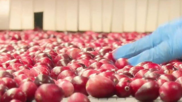 A look at Michigan's cranberry harvest