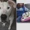 LAPD dog shootings raise questions about police tactics, best practice
