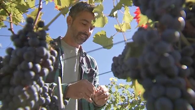 grapes.jpg 