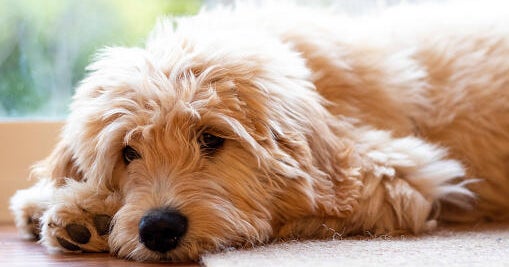 Teen accused of strangling golden doodle puppy in Miramar apartment, sending video to girlfriend, police say
