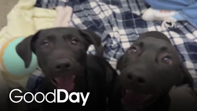 Meet Purdue & Foster | Pets of the Week