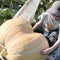 13-year-old carves 500-pound monster pumpkin, planted with seeds from his grandmother
