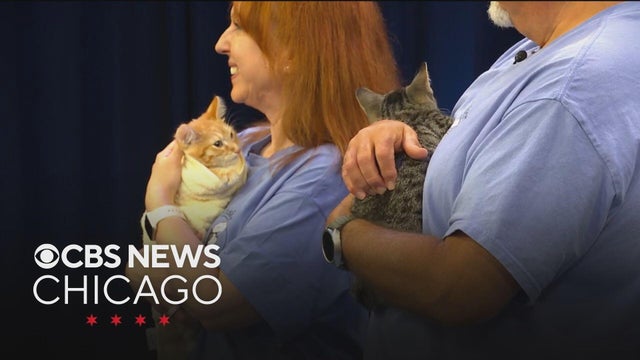Meet Simba and Garfield, Pets of the Week from Whisker Mission