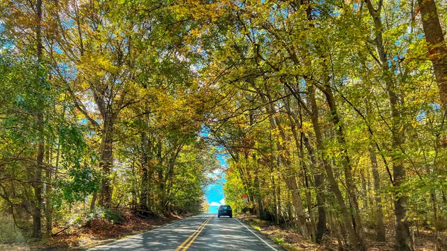 Autumn trees and the road 