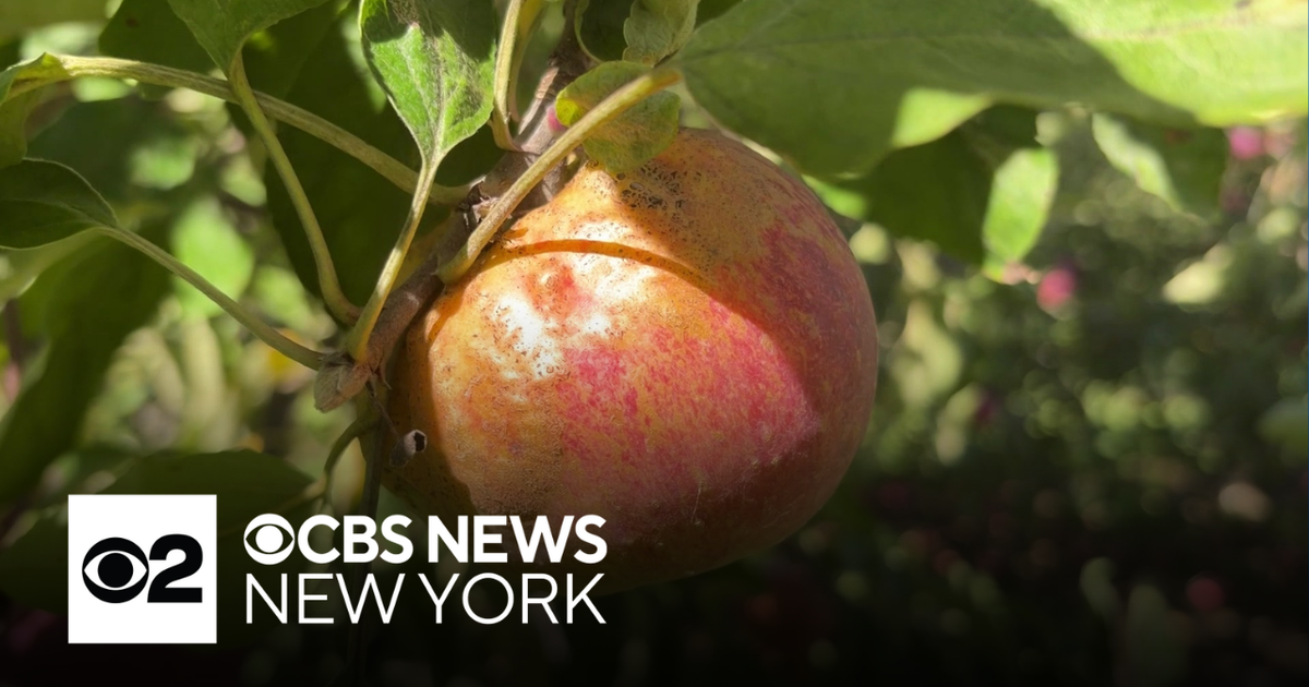 Weather causes concerns, impacts on fall crops in Hudson Valley
