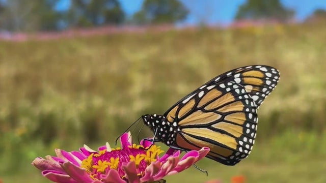 Monarch butterflies make stop in Georgia during 3,000-mile migration