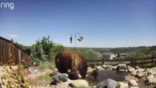 Man accused of illegally shooting, killing mama bear near Castle Rock