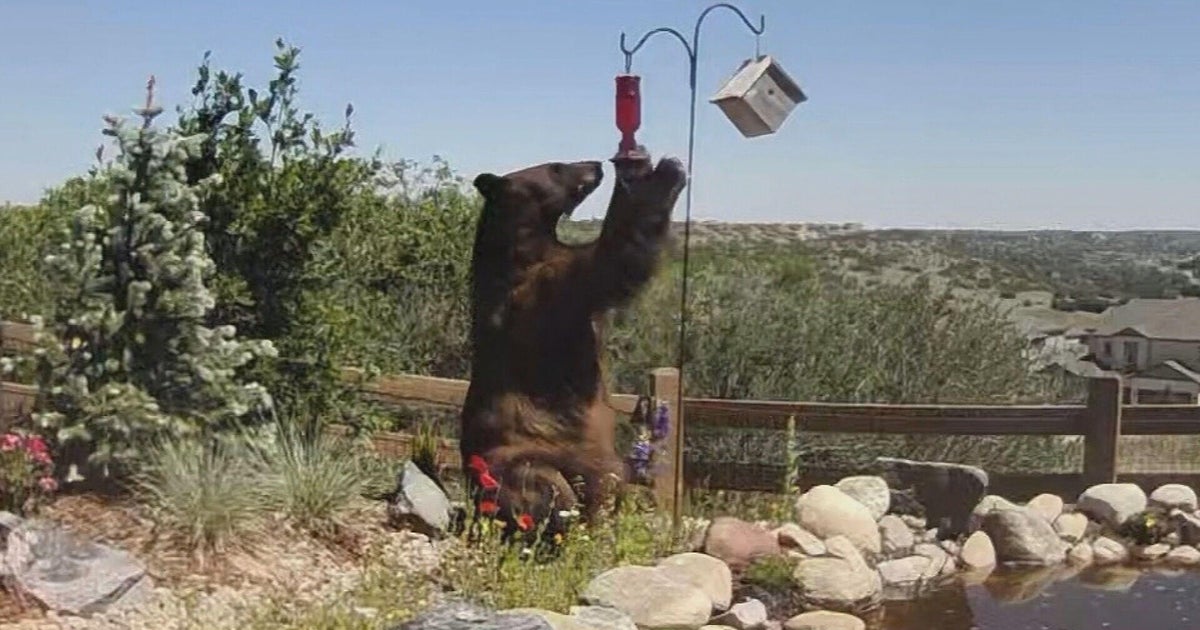 Douglas County Man Charged With Felony for Killing Mother Bear