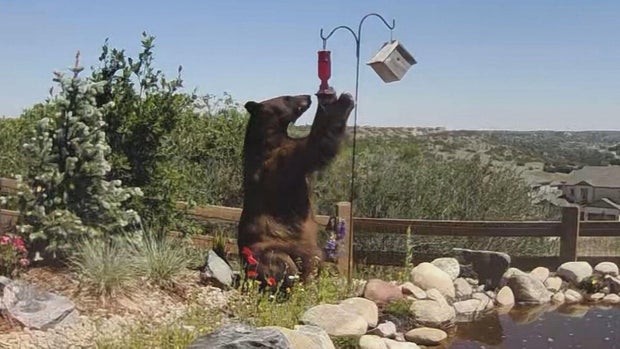 douglas-county-bear-death-in-shooting.jpg 