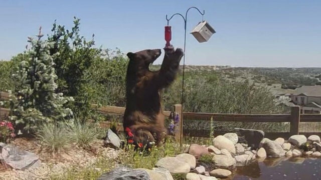 douglas-county-bear-death-in-shooting.jpg 