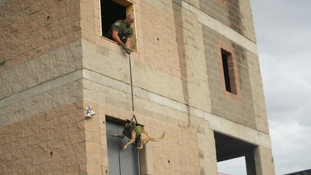 Colorado K-9s undergo rappelling training in Douglas County