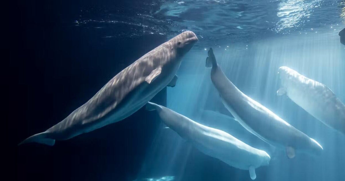 4th beluga whale rescued from Marineland dies at Shedd Aquarium in Chicago