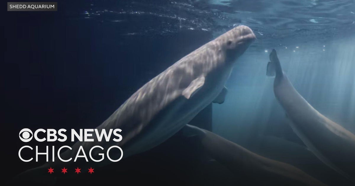 4th rescued beluga whale dies at Shedd Aquarium