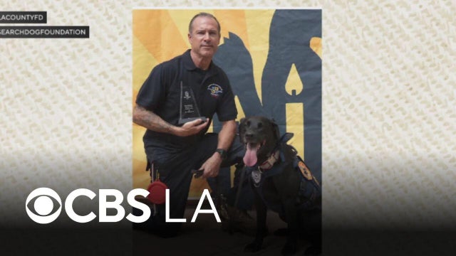 From a shelter dog to an urban search and rescue dog