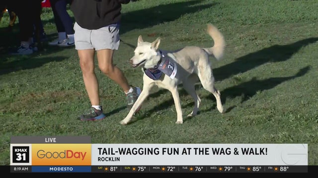 Tail-Wagging fun at the Wag & Walk in Rocklin, 8am