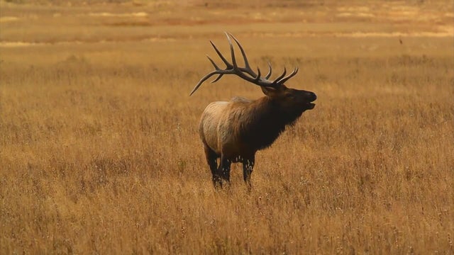 Colorado voters to decide on ammendment that would make hunting a constitutional right