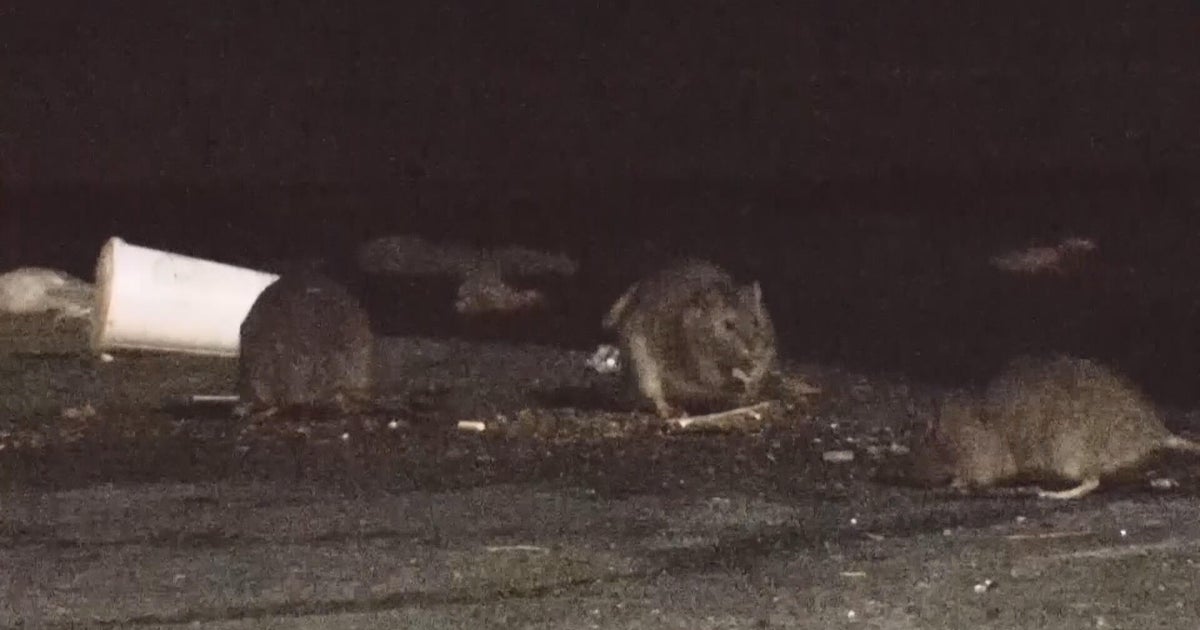 Northeast Philadelphia residents frustrated by ongoing rat problem: "You can't live like this"