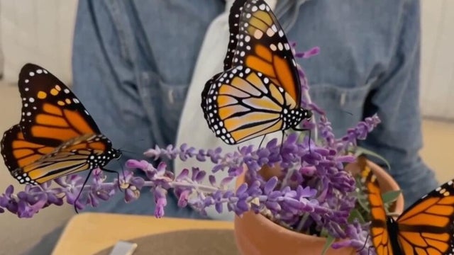 Hallberg Butterfly Gardens helping monarch butterfly population bounce back