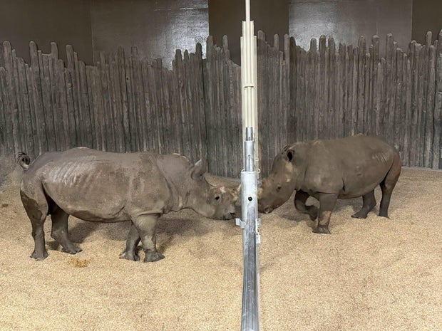 denver-zoo-southern-white-rhinos-2.jpg