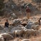 The Israeli settlers behind West Bank conflict with Palestinians  | 60 Minutes