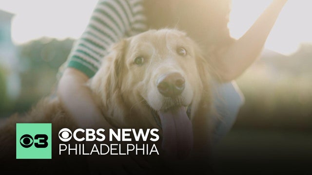 What to know before petting a stranger's dog | Pet Project