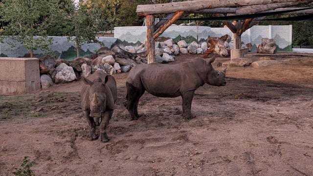 denver-zoo-southern-white-rhinos.jpg 